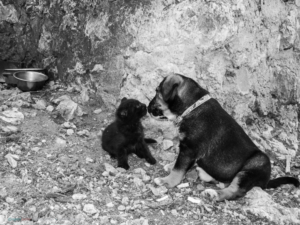 Dubrovnik_Dogs-10