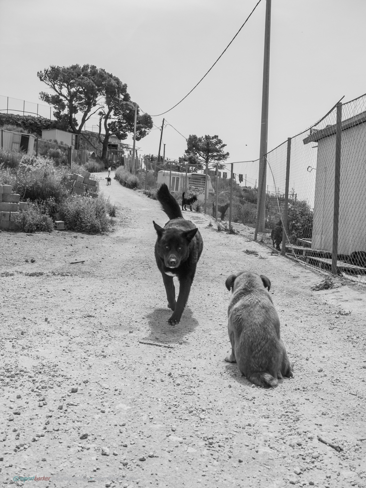 Dubrovnik_Dogs-1