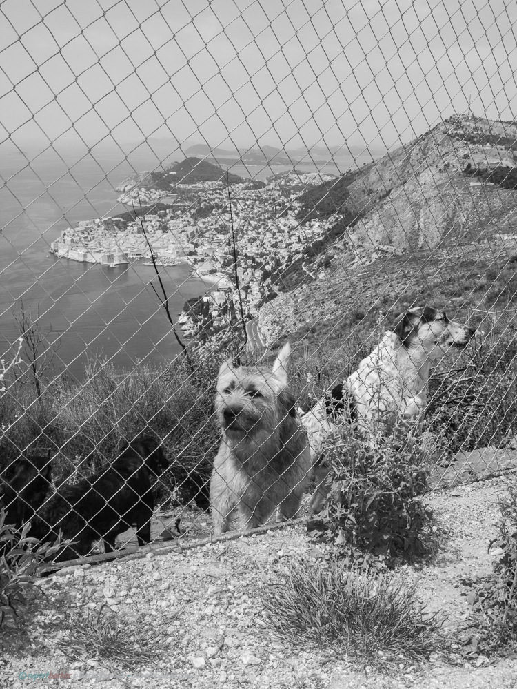 Dubrovnik_Dogs-2