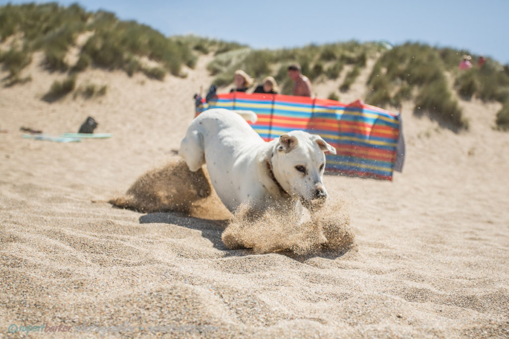 holywell sand dunes jumping dog